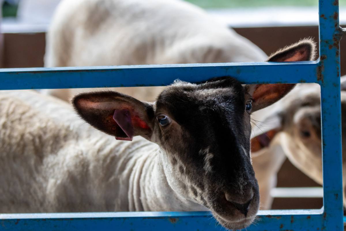 Livestock Transport Matching