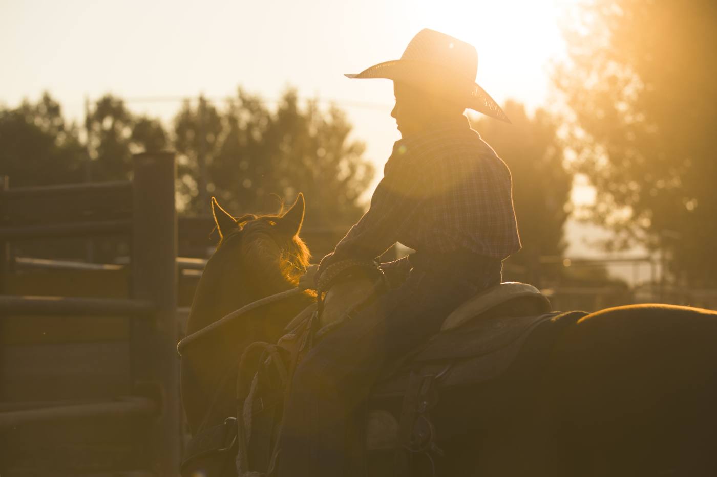 Livestock transport